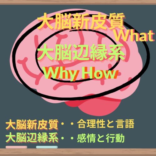 脳みその図。内側が大脳辺縁系。外側が大脳新皮質